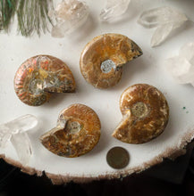 Charger l'image dans la galerie, Ammonite Fossil Palm Stone