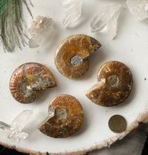 Charger l'image dans la galerie, Ammonite Fossil Palm Stone