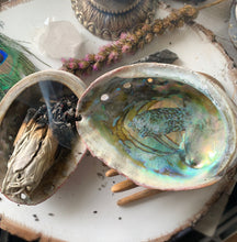 Load image into Gallery viewer, Abalone Shell