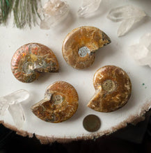 Load image into Gallery viewer, Ammonite Fossil Palm Stone