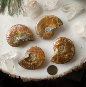 Ammonite Fossil Palm Stone