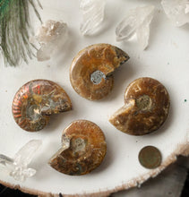 Cargar imagen en el visor de la galería, Ammonite Fossil Palm Stone