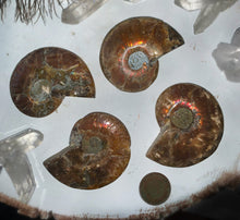 Cargar imagen en el visor de la galería, Ammonite Fossil Palm Stone